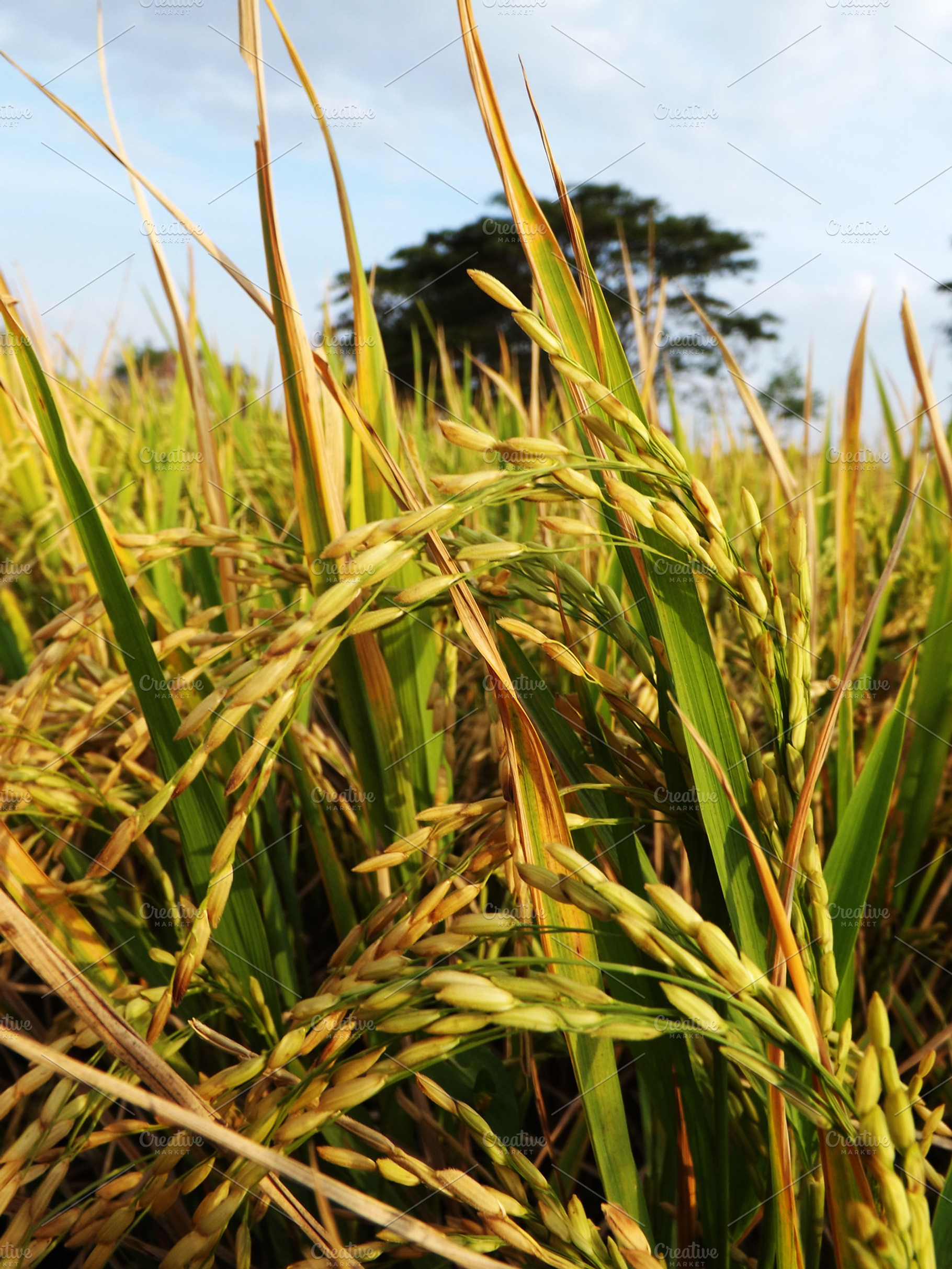 Harvest time containing rice, field, and nature, a Nature Photo by alyaphotoworks