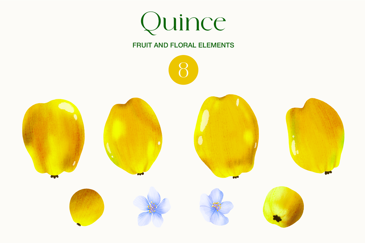 Quince fruit and leaves clipart, a Food Illustration by Harmony Draws (Photo 5 of 7)