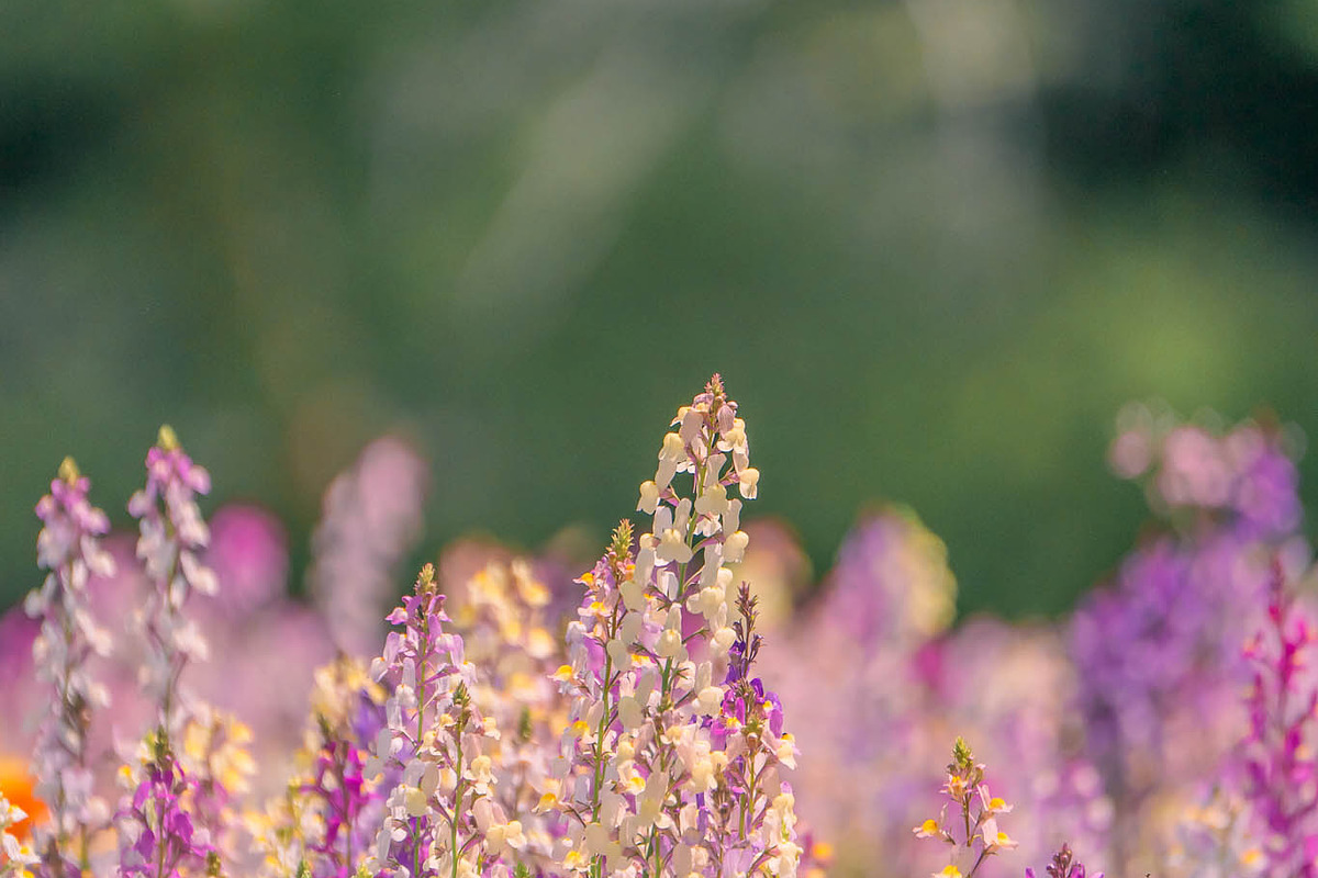 Pink Wildflowers in Bloom – Soft Pas, a Nature Photo by Silent Nature (Photo 2 of 5)