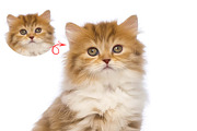 Cat and Pet Oil Painting, an Action Add-On by MRI STUDIO (Thumbnail 13 of 17)
