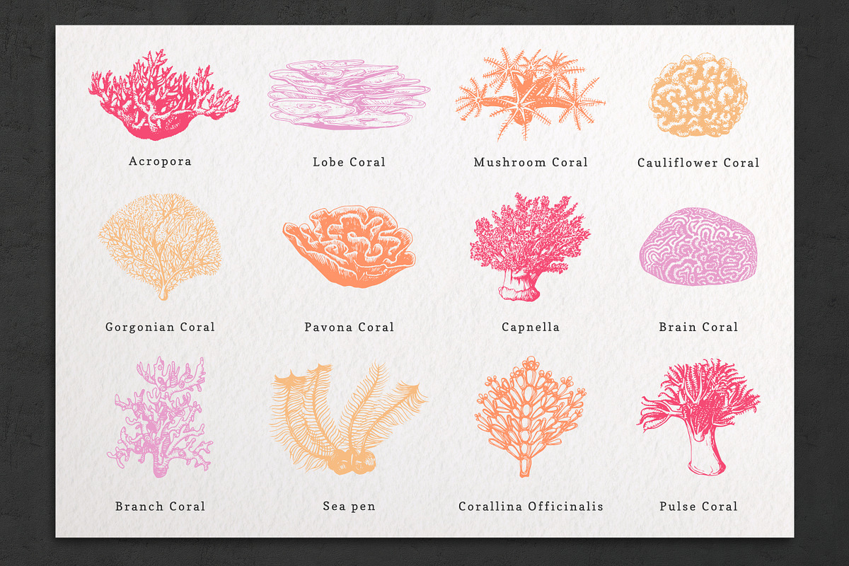 Fish & Corals Collection, an Animal Illustration by Chewie Co (Photo 3 of 9)