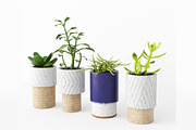 Decorative Plants, a Furniture 3D Model by 3DCargo (Thumbnail 1 of 9)