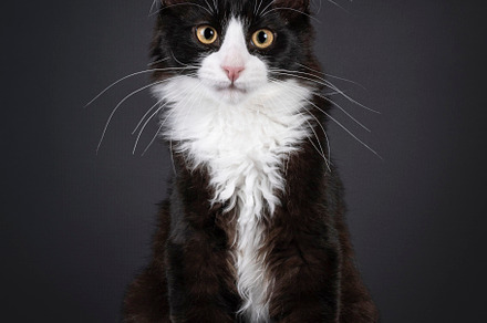 Maine Coon cat on black background, an Animal Photo by Cat'chy Images by Nynke