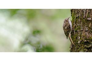 Eurasian treecreeper or Certhia, an Animal Photo by Fascinadora