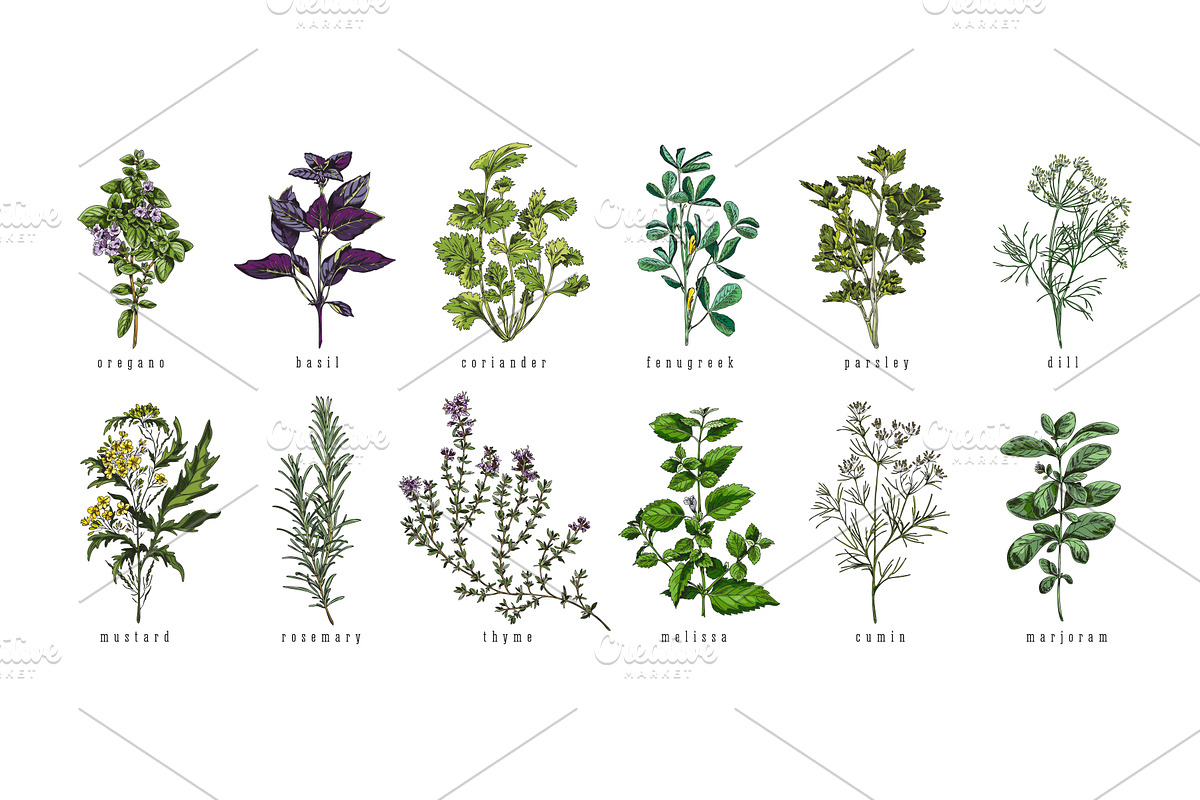 Set of hand drawn colorful herbs, a Food Illustration by Sabelskaya