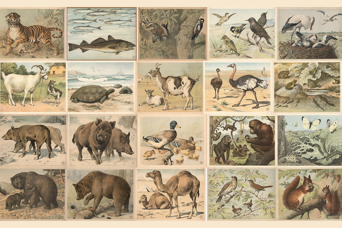 Oluf August Hermansen's Animals, an Animal Illustration by Digital Museum (Photo 4 of 11)