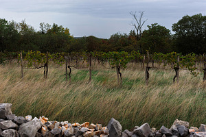 Organic vineyard on a meadow behind a dry stone wall, a Nature Photo by Bepslabor