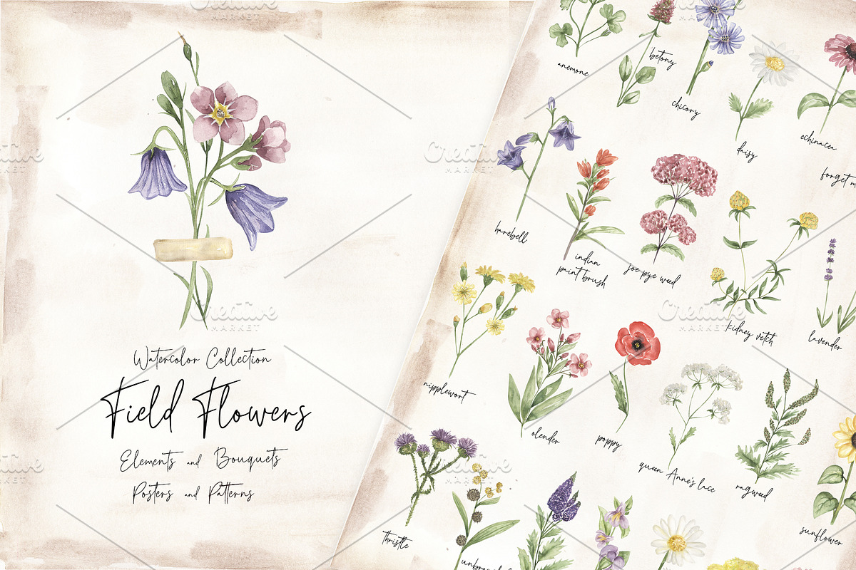 Watercolor Field Flowers Collection, a Decorative Illustration by MayaNavits (Photo 1 of 16)