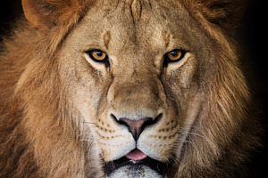 Close up adult big male lion portrait, an Animal Photo by Byrdyak