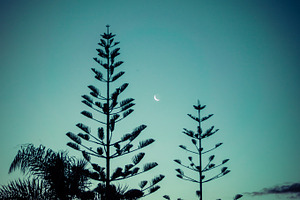 Fern & Moon, New Zealand