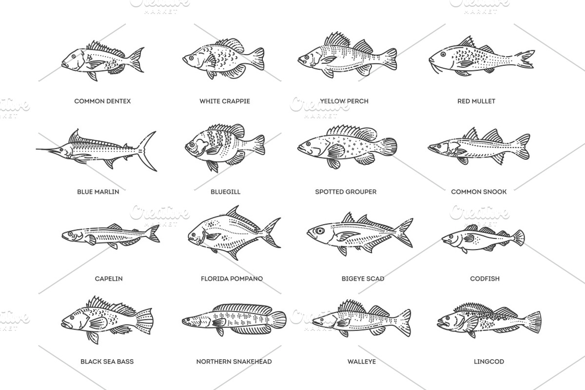 Types Marine, Ocean fish. Vector, an Animal Illustration by Tettygreen (Photo 2 of 4)