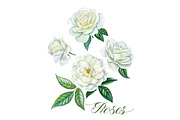White roses, a Decorative Illustration by Watercolor life (Thumbnail 2 of 7)