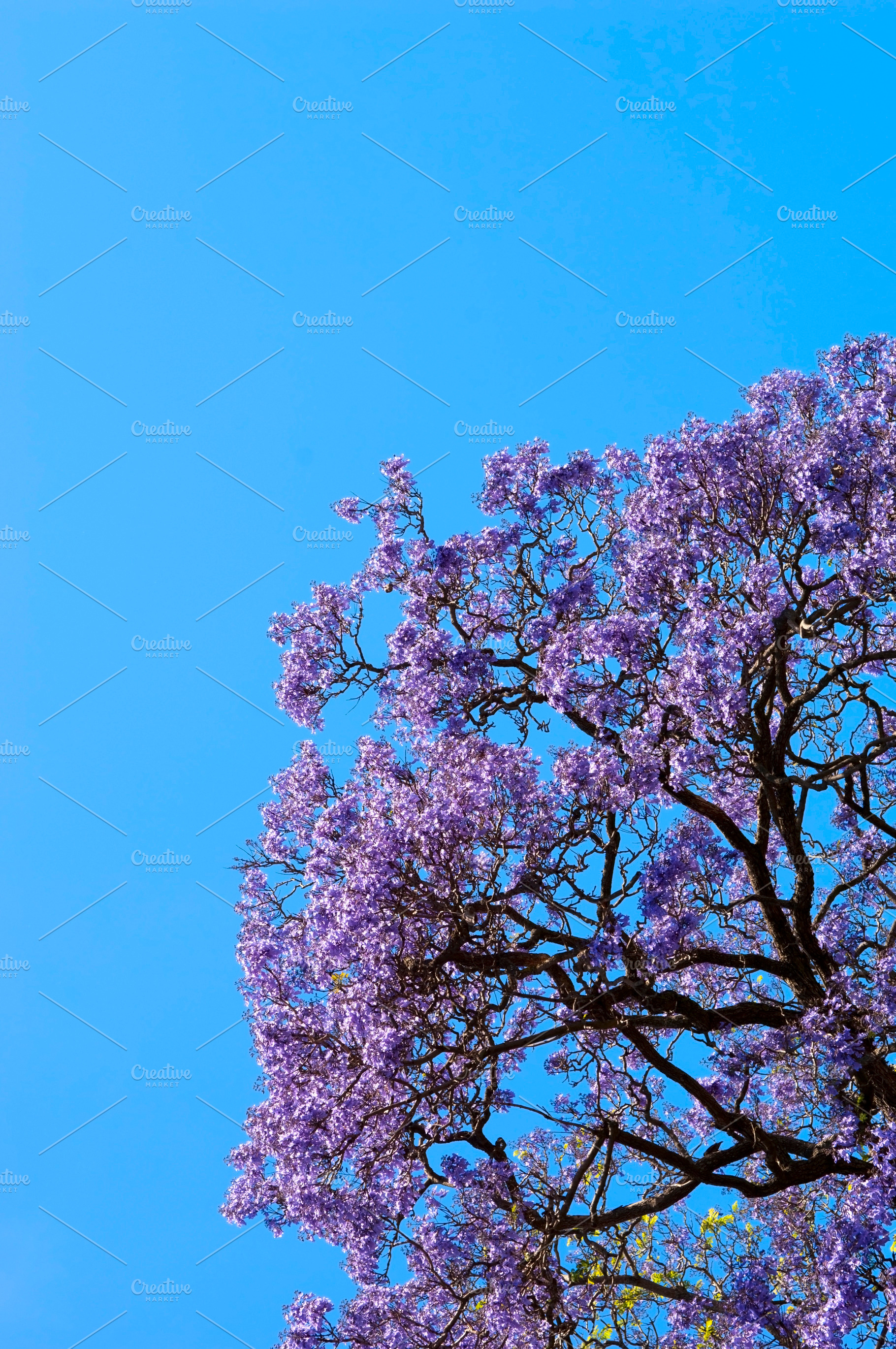 Jacaranda Tree, a Nature Photo by THP Creative