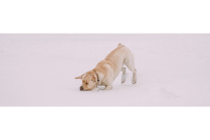 Labrador Dog Play Run Outdoor In, an Animal Photo by Our Amazing World