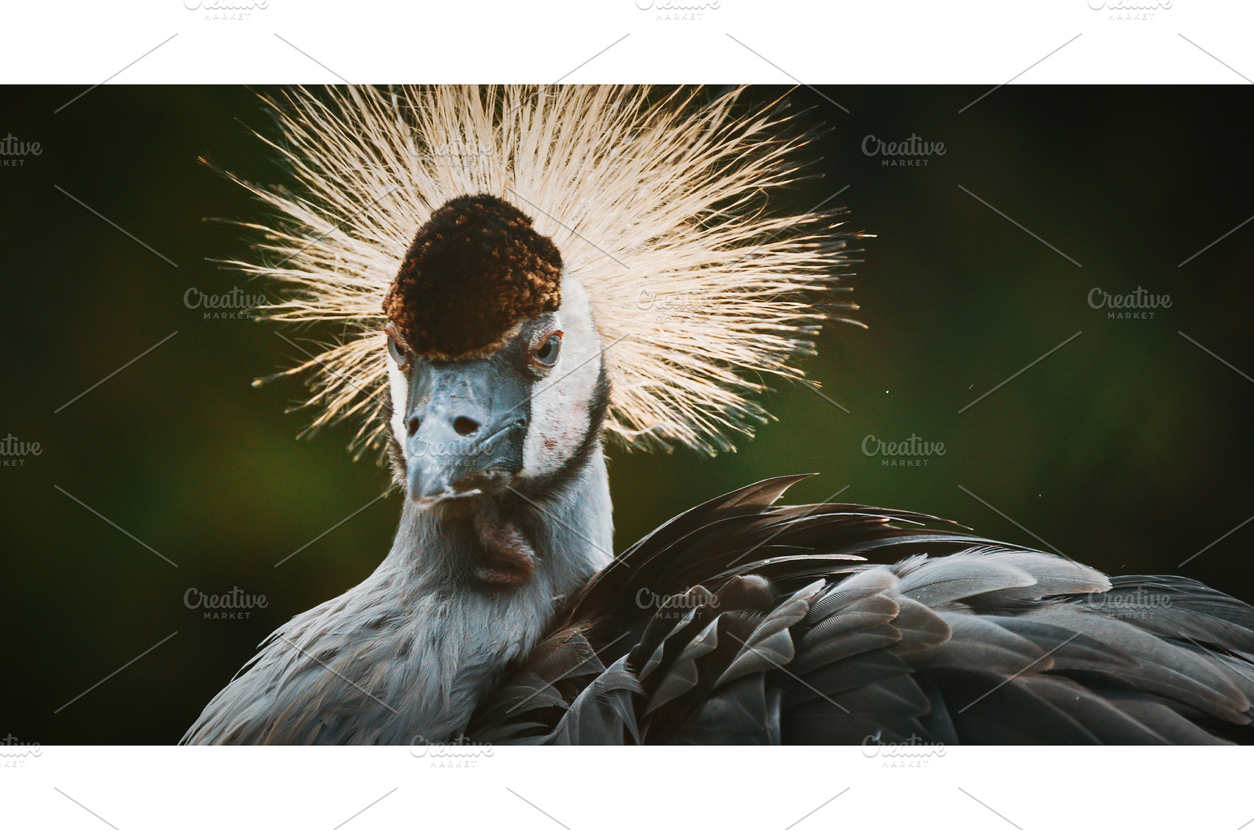 Crowned Crane with Unique Feathered, an Animal Photo by Our Amazing World