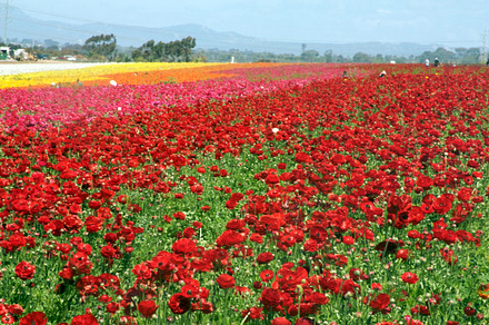 Flower Fields 2
