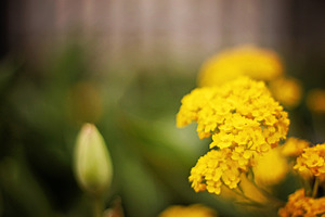 Yellow flowers stock photograph