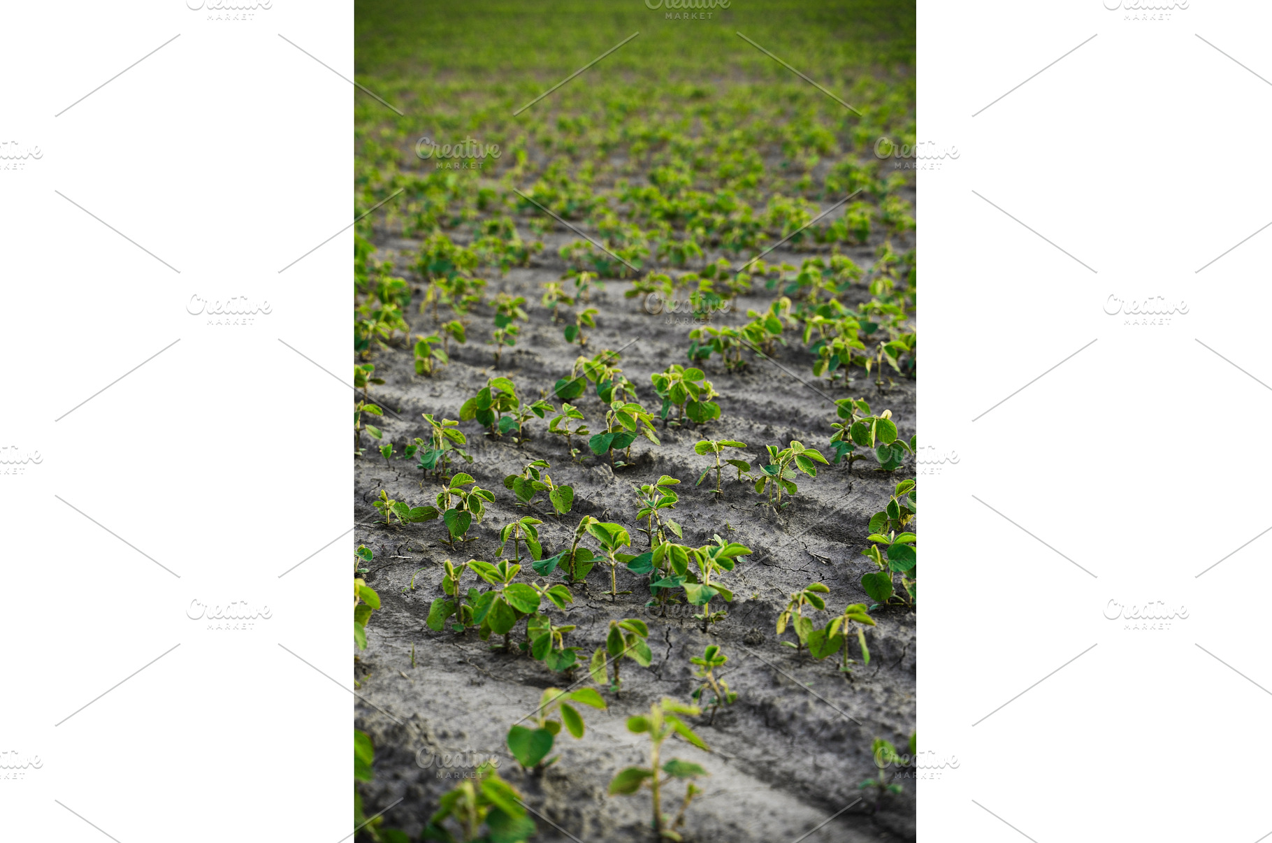 Wide agricultural field with young, an Industrial Photo by volodymyrshtun13795