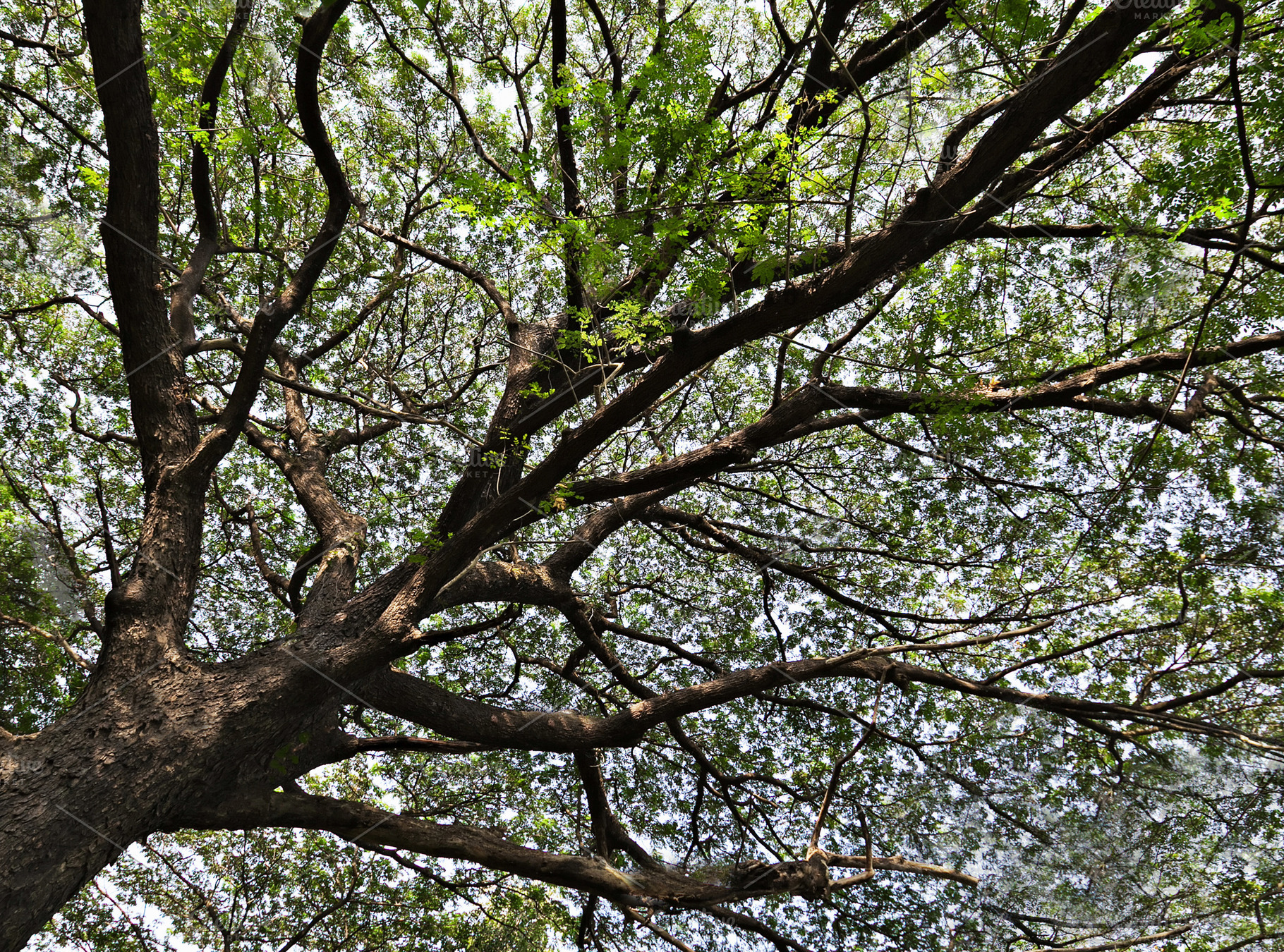 Tree branch, a Photo by saiko3p
