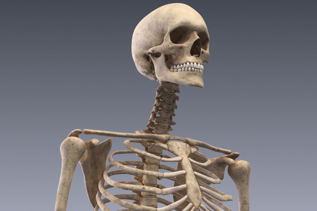 Human skeleton rigged, a Characters & Person 3D Model by konstantin.ermolaev (Photo 5 of 27)