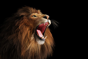Lion roaring portrait on black.