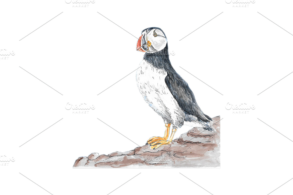 Puffins Seabird  paintings clipart, an Illustration by Doggy Days (Photo 6 of 6)
