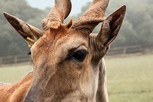 Close-up of a Common Eland Antelope, an Animal Photo by Perpis