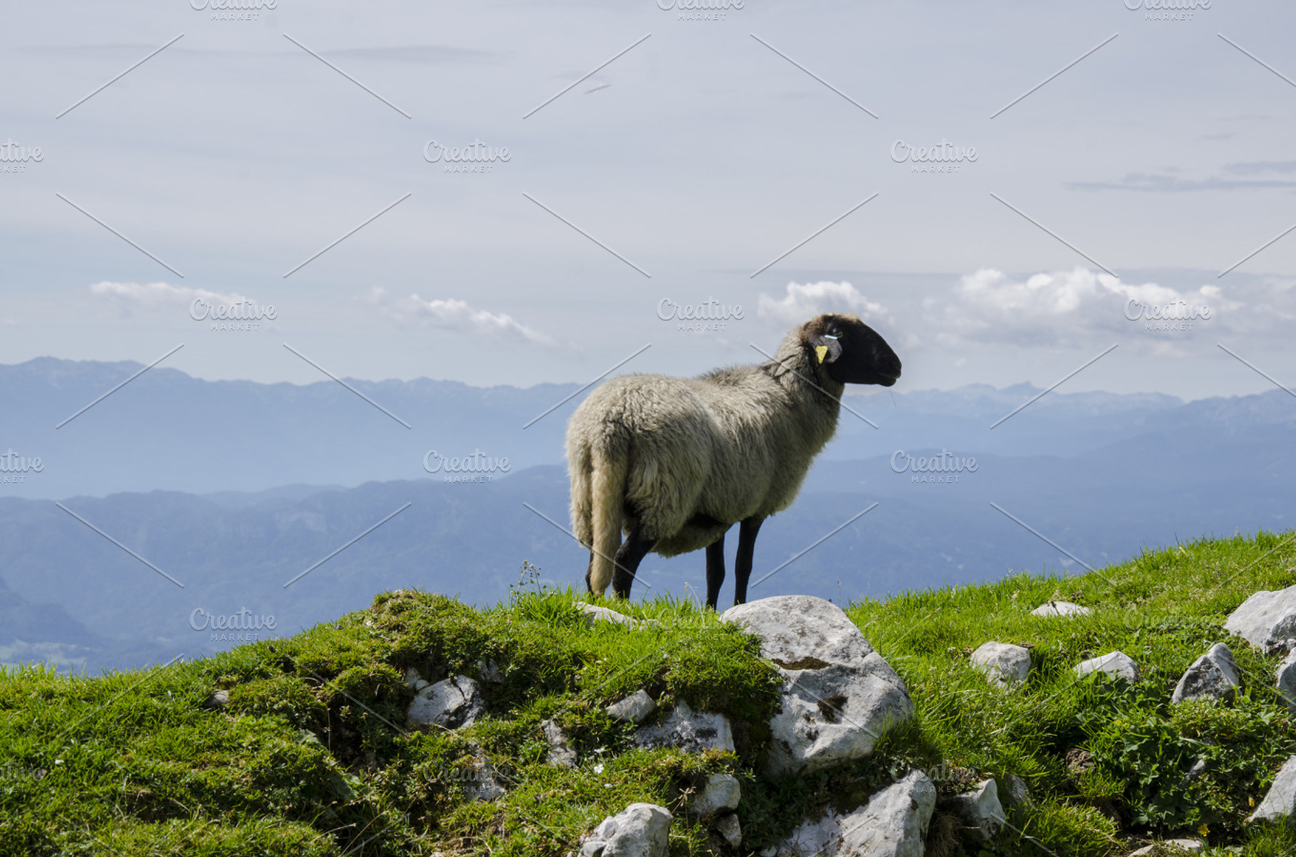 Sheep on the Meadow in the Hills