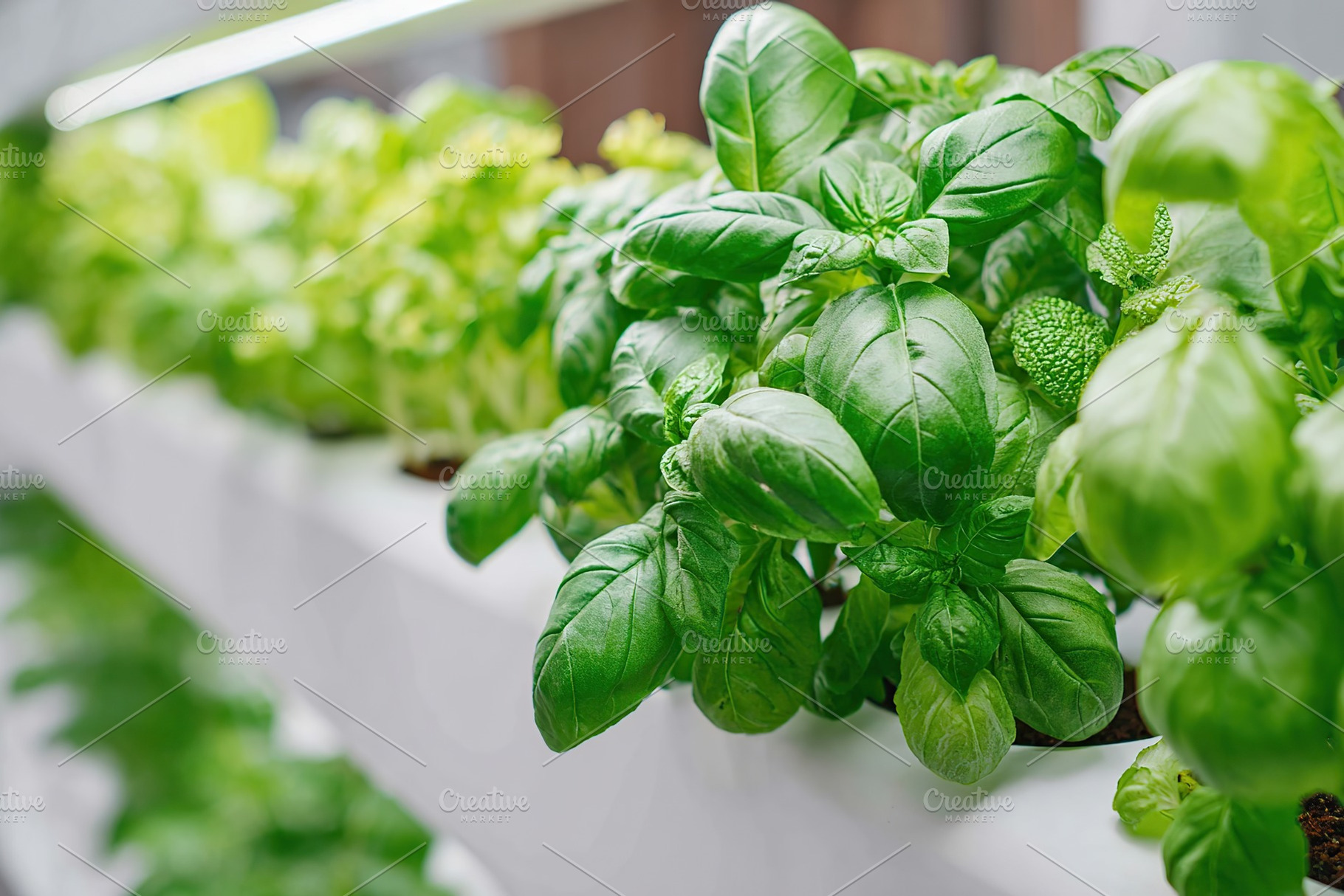 Vertical garden showcases healthy rows of vibrant basil in a modern indoor sett, a Food & Drink Photo by AlyaAnd