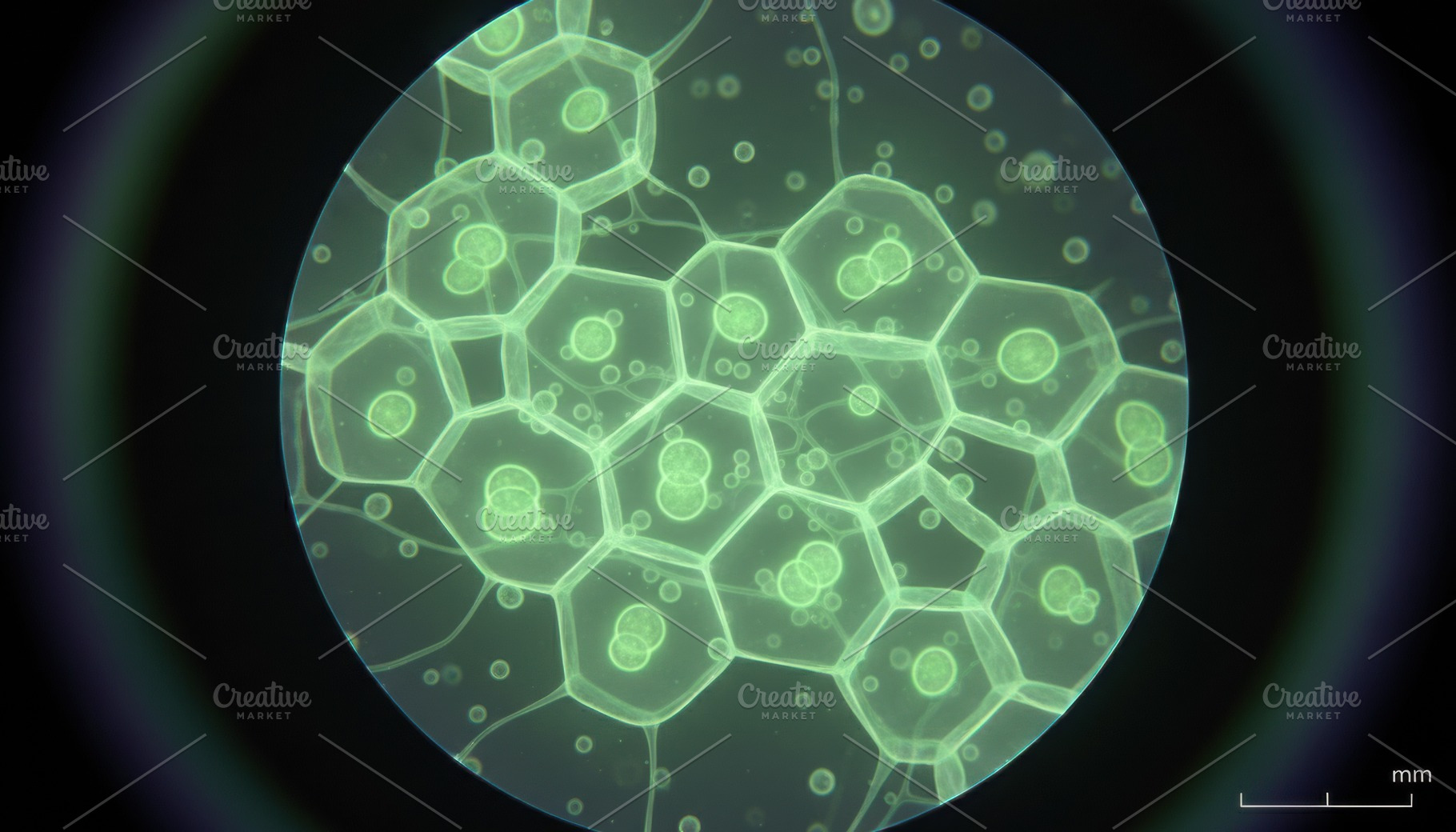 Microscopic view of glowing green cells in lab, a Technology Photo by Igor Tichonow