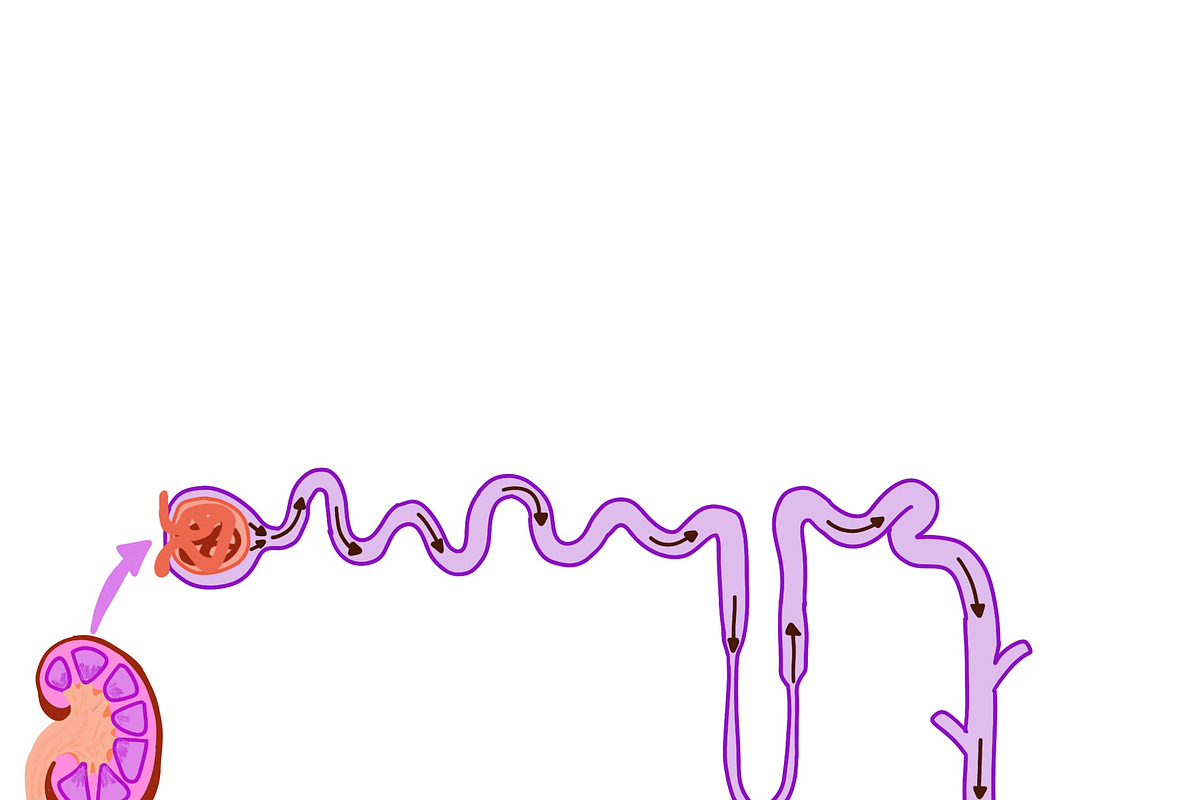Biology & Anatomy goodnotes stickers, an Education Illustration by Noorist (Photo 21 of 32)
