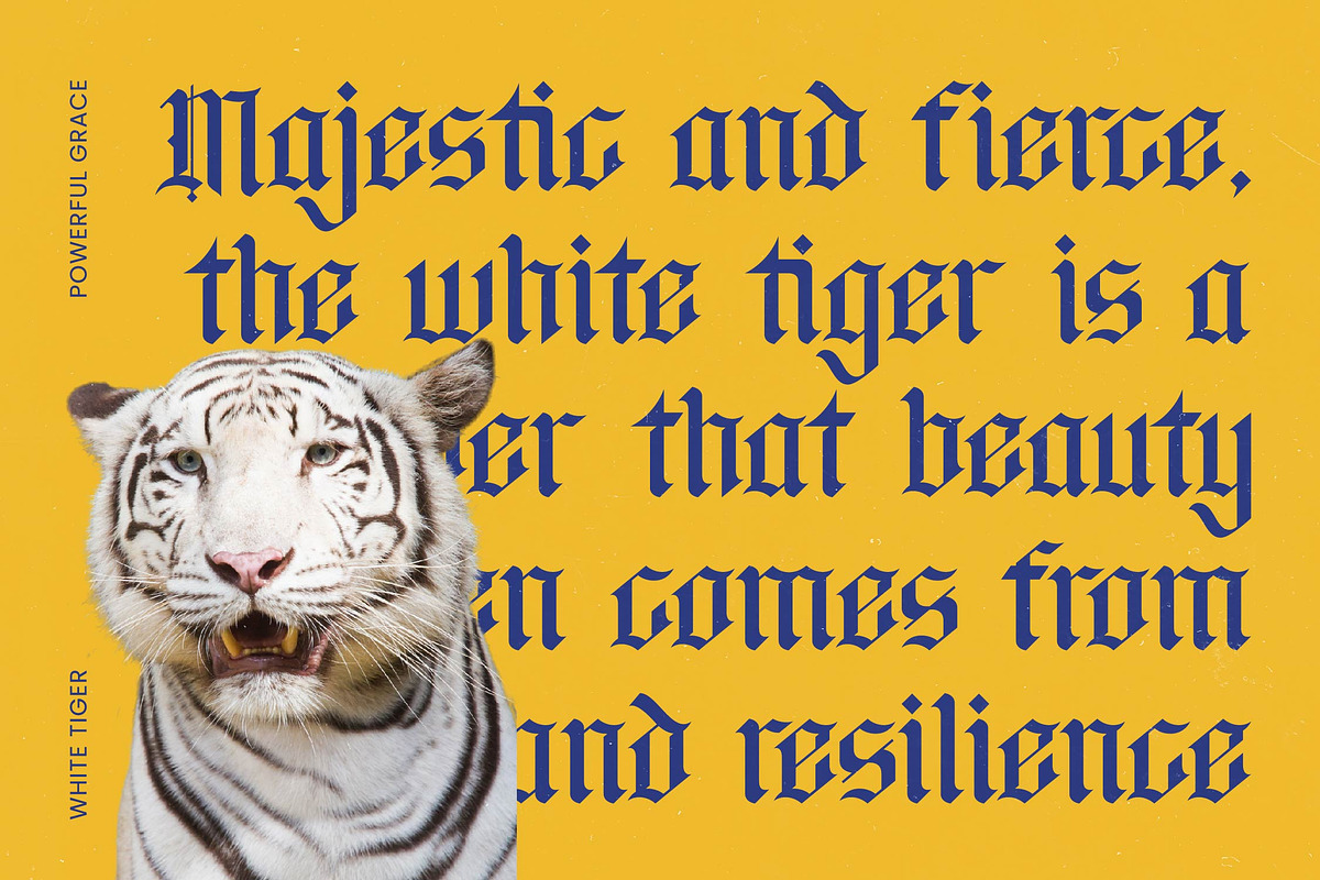 Bluster Elation Modern Blackletter, a Blackletter Font by timelesstype.co (Photo 4 of 20)