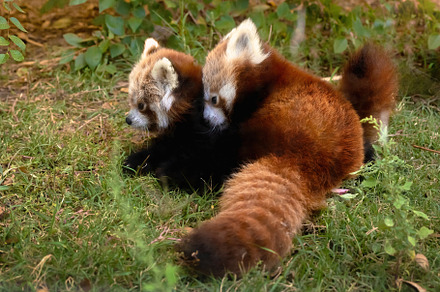 Two red pandas playing in the vegeta, an Animal Photo by Perpis