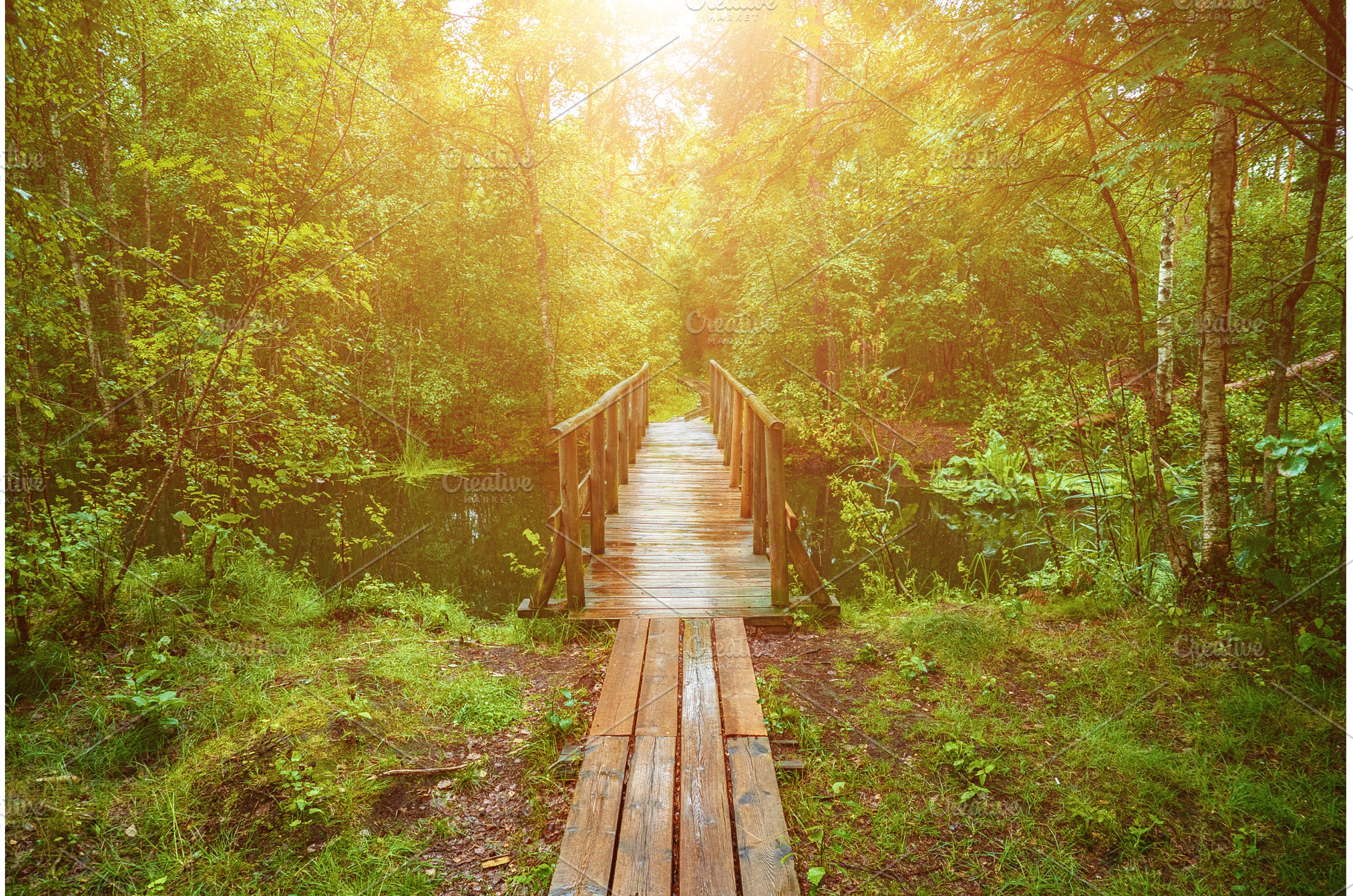 Summer moody forest, a Nature Photo by Nature and travel