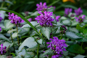 A close-up of a clump of purple deadnettle Lamium purpureum in b, a Nature Photo by ndanko