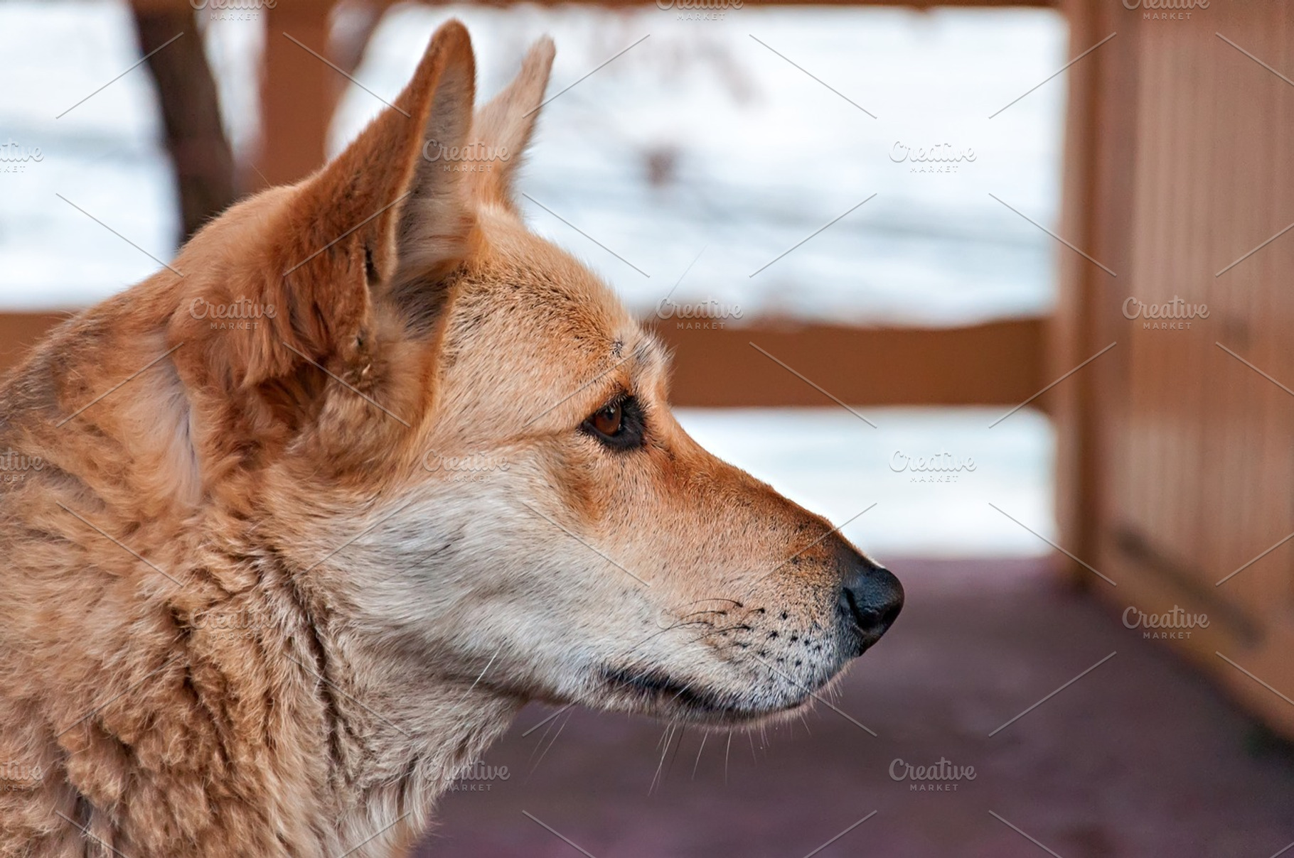 Muzzle of the Mongrel