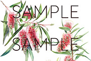 Bottle Brush Floral Clipart PNG, a Decorative Illustration by Pawcasso's Portraits (Thumbnail 5 of 6)