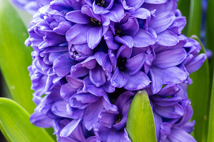 Grape Hyacinth In Flower Containing Nature Flower And Flowers preview 6