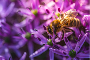 A detailed close up of a bee on a, an Animal Photo by MadPhotos