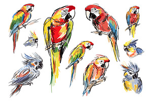Isolated sketch parrots. Children, an Animal Illustration by Valerie Bodnar