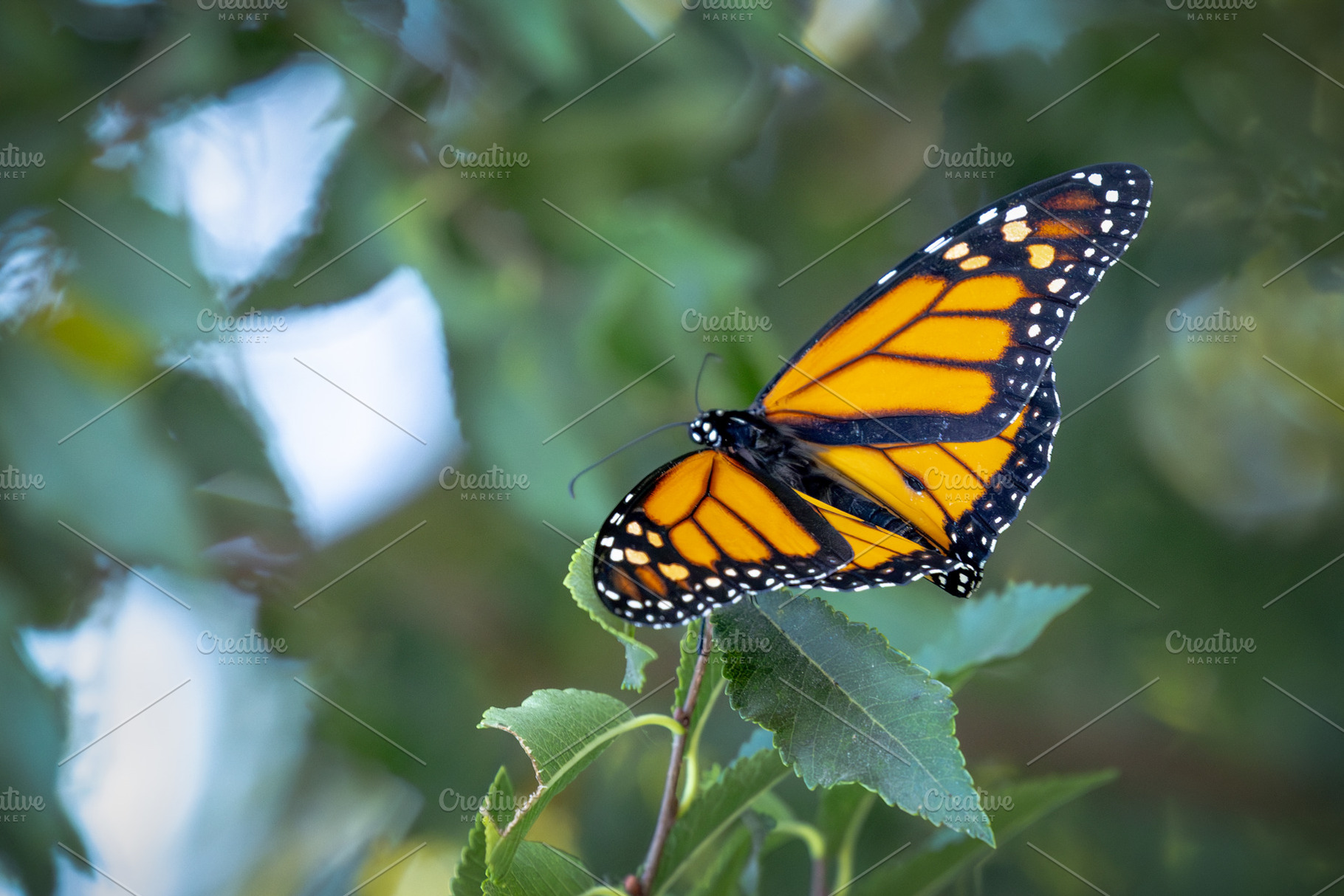 Monarch Butterfly Rests on Foliage., a Nature Photo by Andy Dean Photography