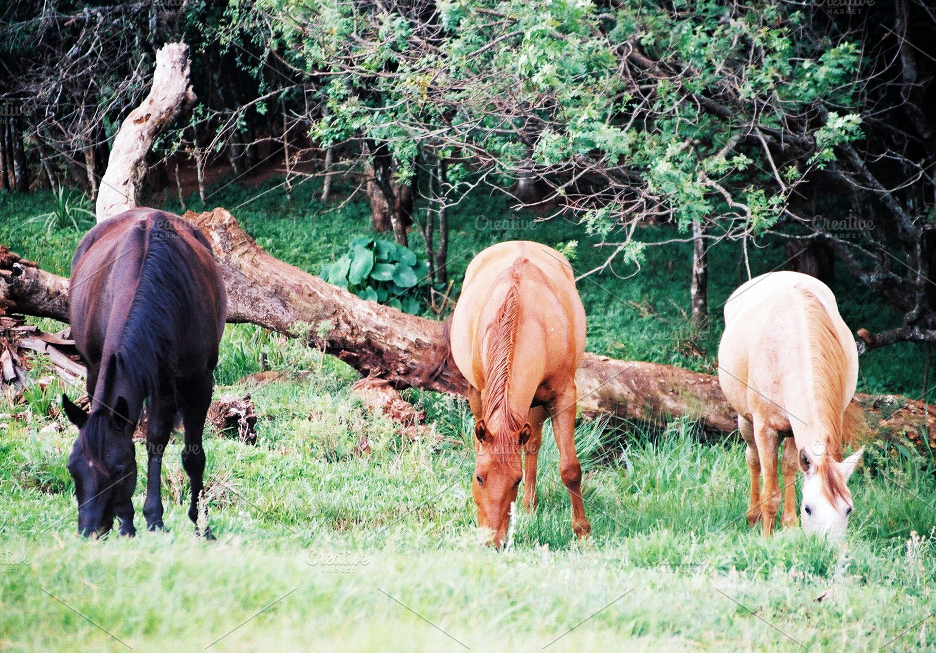 Rural Nature Farm Lifestyle Photogra, a Photo by HiLine
