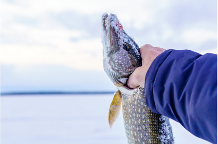 Big northern pike Esox lucius, an Animal Photo by darksoul72
