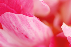 Extreme close-up of camellia petals