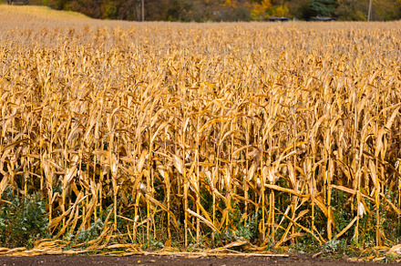 Dried cornfield in autumn day before harvest, an Industrial Photo by MDBildes