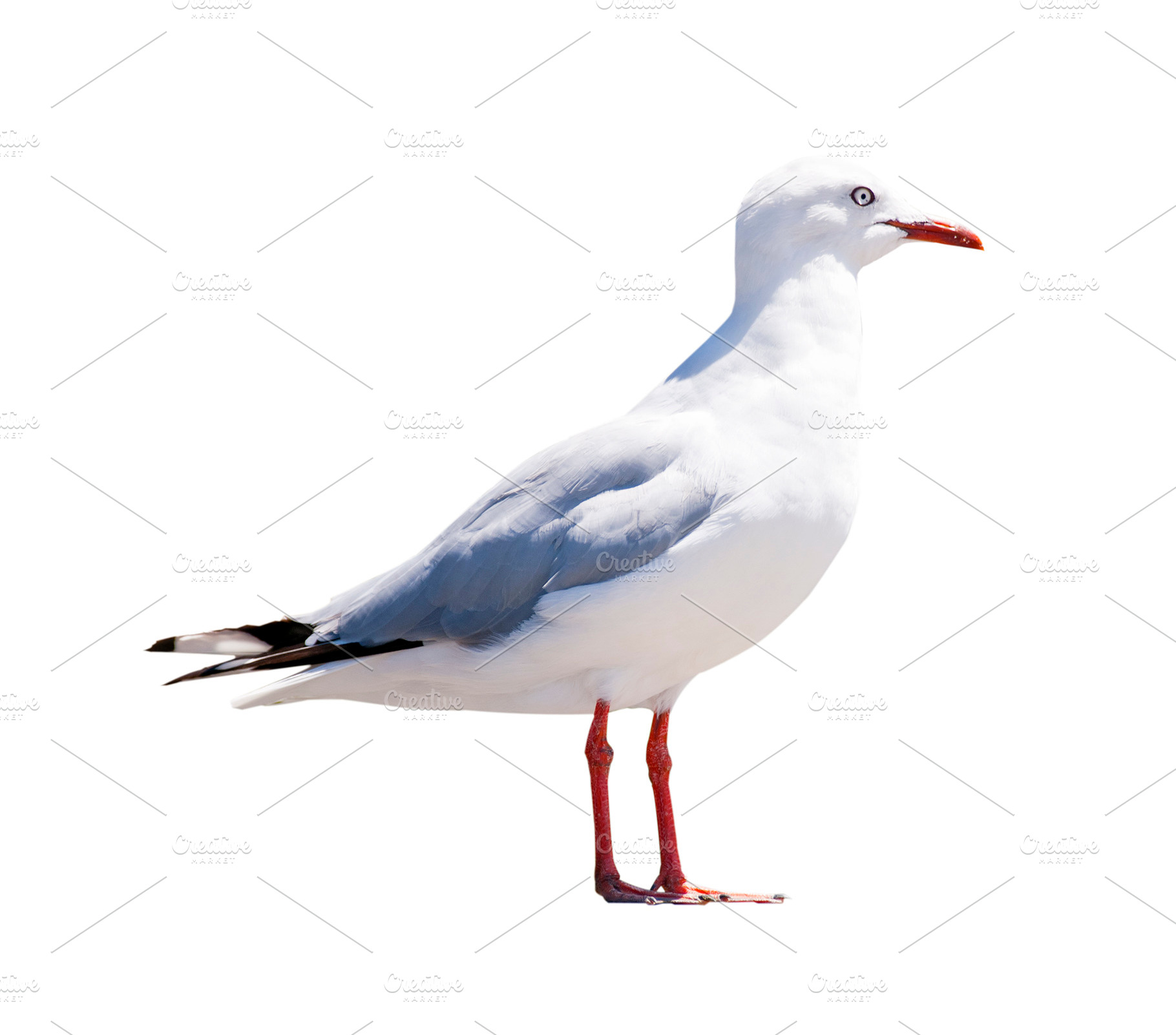 Seagull Isolated, an Animal Photo by THP Creative