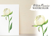 White peonies watercolor clipart, an Illustration by OlDm_Shop (Thumbnail 9 of 10)