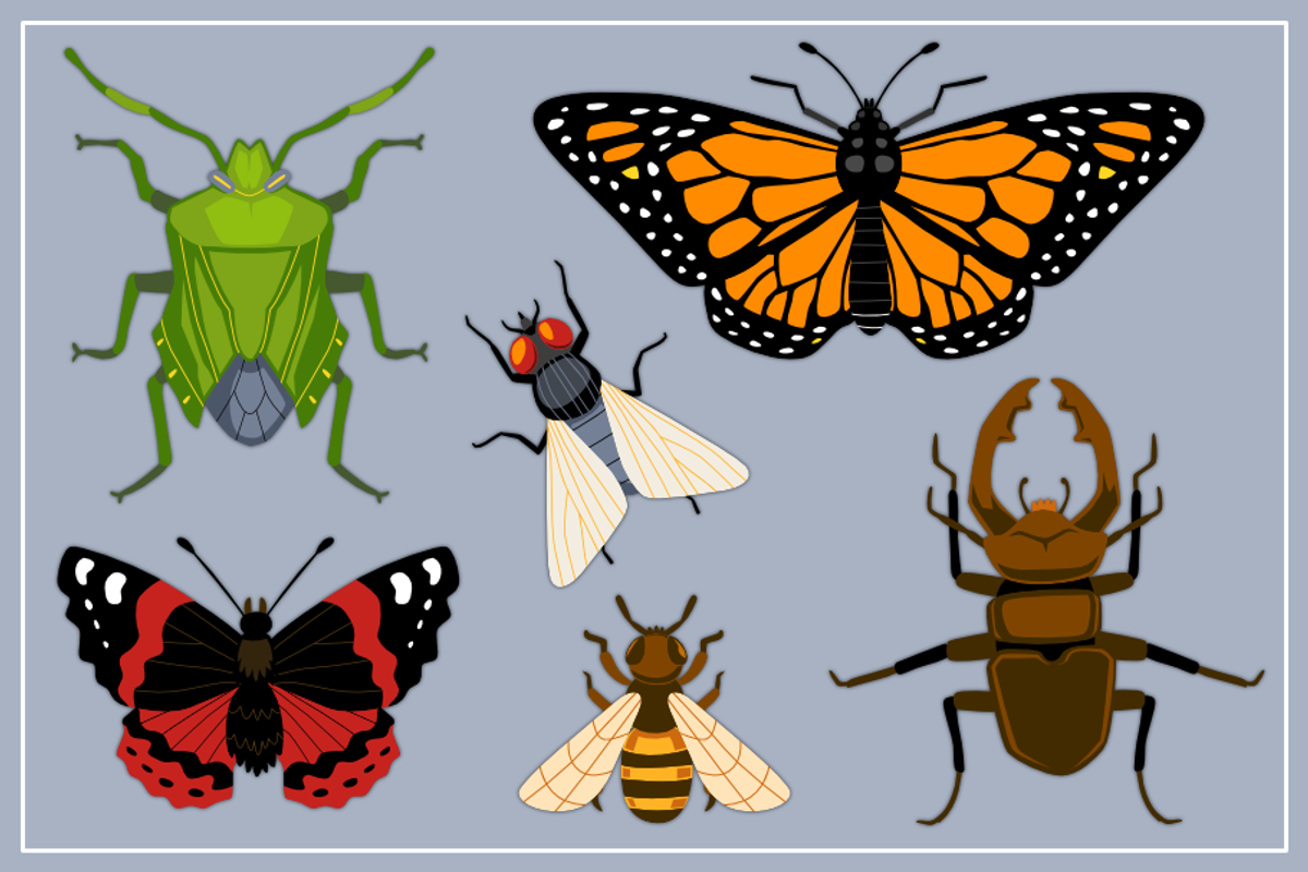 Bugs Collection Set A, an Animal Illustration by arsansp (Photo 2 of 5)
