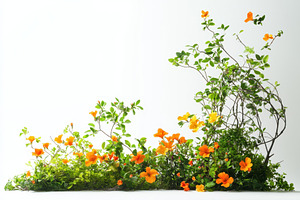 A flower bush with orange blossoms, a Photo by Pavel_design