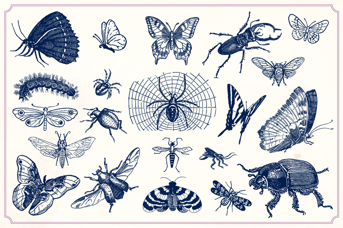 Vintage insects and butterflies, an Animal Illustration by Mr Vintage (Photo 4 of 5)
